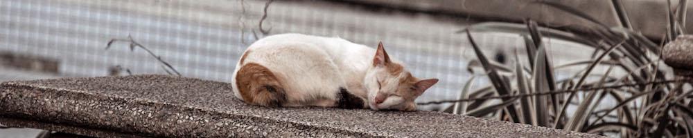 forcats 0.3.0